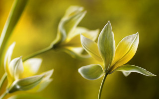 Daisy lily lotus flower bug - a blurry background of leaves and grass free wallpaper