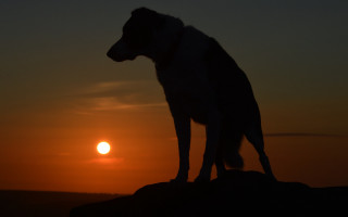 Dog sunset rock horizon mountain - ada hill walker free wallpaper for desktop
