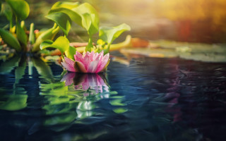 Pink flower pond green leaves - a bright sun free wallpaper