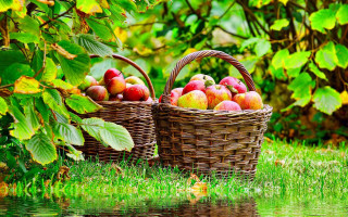 Baskets apples grass water fall - fall vibrancy free wallpaper