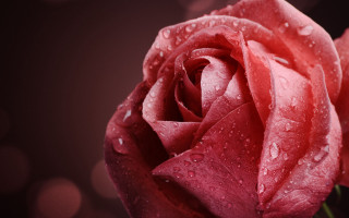 Red rose water droplets macro 62 - a red rose free wallpaper