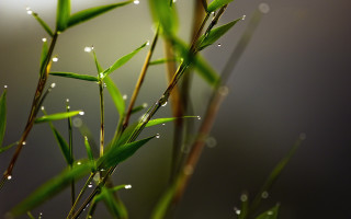 Water drops bamboo macro blurry - a close up of a plant free wallpaper