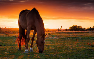 Horse grazing sunset field clouds - a sky background free wallpaper for desktop