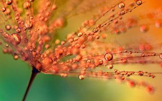 Flower water droplets bokeh christmas - petal free wallpaper