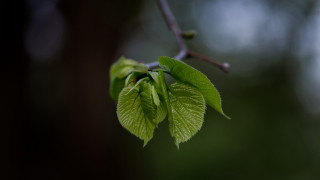 Branch green leaves blurry background 2 - a branch free wallpaper for desktop