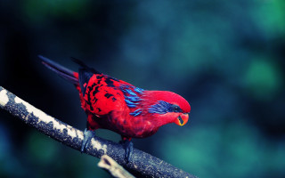 Red bird blue black feathers - vibrant colour free wallpaper