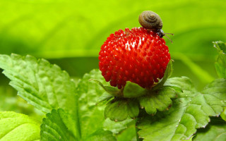 Strawberry bug leaves ecological macro - a bug free wallpaper