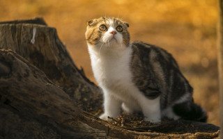 Cat stump curious eyes outdoors - curious free wallpaper