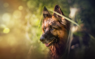 Dog long ear grass tongue - its tongue free wallpaper