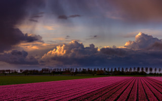Pink flowers cloudy sky city - colorful cloud free wallpaper