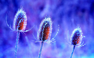 Three flowers long stems purple - digital photography free wallpaper