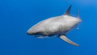 Shark ocean blue background white - a shark swimming in the ocean free wallpaper