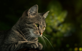 Cat wooden table forest green - a forest of trees and bushes free wallpaper