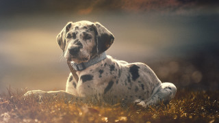 Dalmatian grass sunset outdoors photorealistic - a dalmatian dog free wallpaper