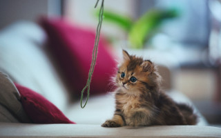 Kitten couch pillow plant photorealistic - a pink pillow free wallpaper
