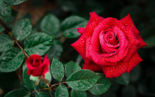 Red rose water droplets blurry 4 - a red rose free wallpaper for desktop