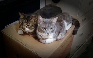 Cats boxes gothic tone mapping - international free wallpaper