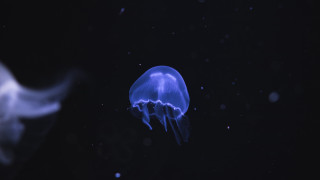 Blue jellyfish bubbles holography bioluminescence - bioluminescence free wallpaper