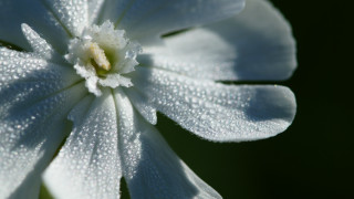 White flower water droplets green 2 - petal free wallpaper for desktop