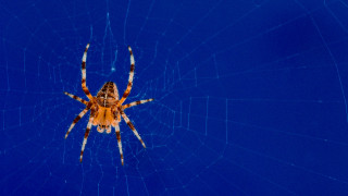 Spider web macro astronaut night - op art free wallpaper