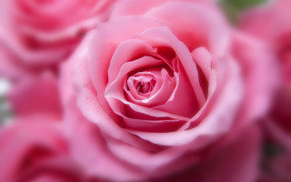 Pink rose bokeh macro shallow - a pink rose free wallpaper