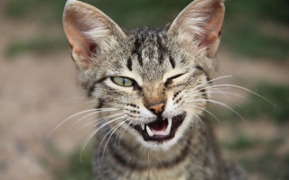 Cat open mouth teeth carlos - mouth wide free wallpaper