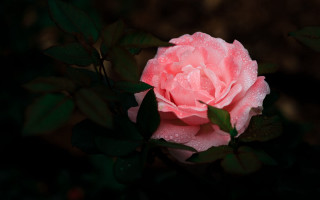 Pink rose water droplets macro 23 - a pink rose free wallpaper