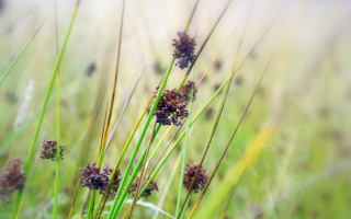 Flowers grass macro blurry nature - a close up of a bunch free wallpaper