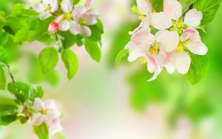 Daisy green leaves blurry background - betty merken free wallpaper