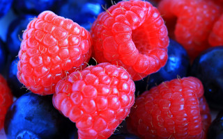 Berries blueberry raspberry macro photorealism - boetius adamsz bolswert free wallpaper