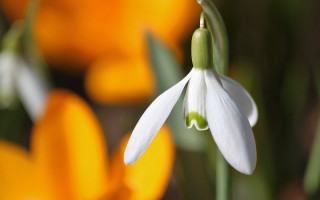 White flower green stem yellow 3 - anne rigney free wallpaper
