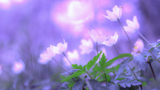 Flower lily butterfly moon purple - soft free wallpaper