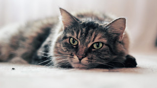 Sad black cat green eyes - brenda chamberlain free wallpaper