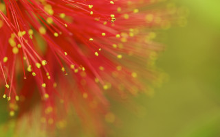 Red flower yellow stamens macro - a red flower free wallpaper