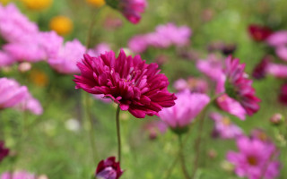 Pink flowers yellow red background - a green field free wallpaper