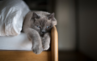Cat laying bed blue eyes - a bed free wallpaper