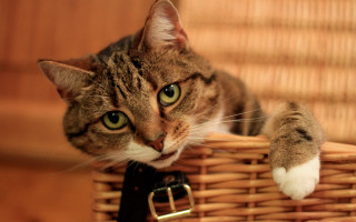 Cat basket green eyes tilt - felix octavius carr darley free wallpaper
