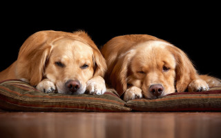 Dog shiba inu pillow floor - a pillow free wallpaper