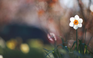 White flower yellow center garden - a single white flower free wallpaper