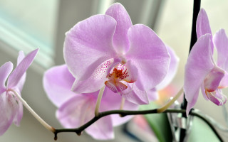 Flower vase table window macro - free nature wallpaper