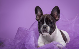 Small dog purple tulle impressionist - a small dog free wallpaper