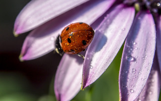 Ladybug purpleflower waterdroplets macroblur depthoffield - a lady bug free wallpaper