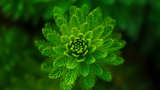 Bamboo green leaves nature closeup - a blurry background of leaves and grass free wallpaper