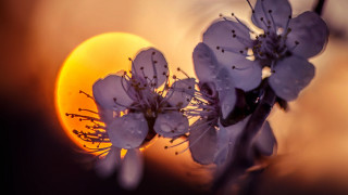 Flower sun backlight macro silhouette - backlight free wallpaper