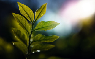 Green leaf water drops macro 54 - a green leaf free wallpaper