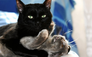 Black cat blurry moon green - its paw free wallpaper