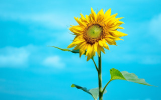 Sunflower blue sky clouds ecological - a sunflower free wallpaper