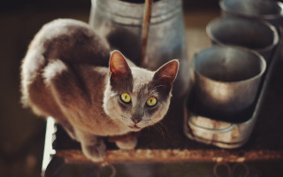 Cat shelf metal pots still - old free wallpaper