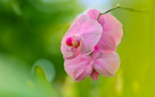 Pink flower green background macro 5 - a pink flower free wallpaper