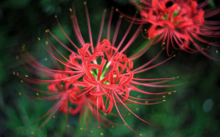 Red flower blurry background macro 2 - a red flower free wallpaper